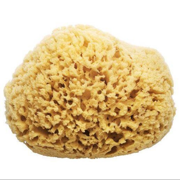 Accelere pharm Natural Sea Sponge Φυσικό Σφουγγάρι Θαλάσσης Accelere pharm Natural Sea Sponge Φυσικό Σφουγγάρι Θαλάσσης
