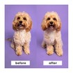 Pet Teezer Detagling & Dog Grooming Brush 1 Τεμάχιο - Φούξια/ Κίτρινο