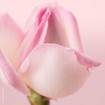 Nuxe Eau de Mousse Micellaire Αφρός Καθαρισμού Προσώπου, Χωρίς Σαπούνι για Κανονική - Μικτή Επιδερμίδα 150ml Nuxe Eau de Mousse Micellaire Αφρός Καθαρισμού Προσώπου, Χωρίς Σαπούνι για Κανονική - Μικτή Επιδερμίδα 150ml
