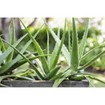 Kaloe Gel Αλόης & Γλυκαντικά Από το Φυτό Stevia 1Lt Kaloe Gel Αλόης & Γλυκαντικά Από το Φυτό Stevia 1Lt