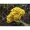SempreViva Camomile & Honey Soap, Χειροποίητο Σαπούνι Χαμομήλι & Μέλι 120gr SempreViva Camomile & Honey Soap, Χειροποίητο Σαπούνι Χαμομήλι & Μέλι 120gr